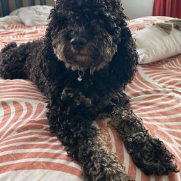 Indie - Labradoodle