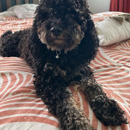 Indie - Labradoodle