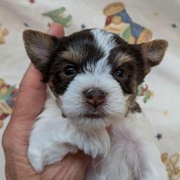 Dark chocolate and sable Parti male 4 - Chocolate, tan and white male Yorkshire Terrier puppy in Gatesville, Texas from KontryKritterz Yorkies