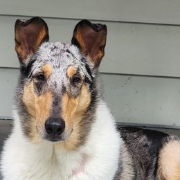 Collies from Iuvo Kennels