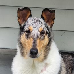Collies from Iuvo Kennels
