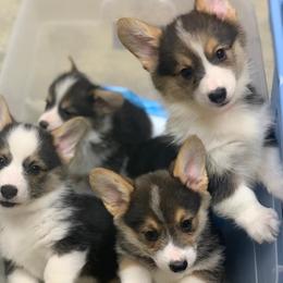 Cardigan Welsh Corgis and Pembroke Welsh Corgis from Rockin’ DA Corgis & Critter Transport LLC