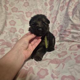 Green collar male - Black and red male German Shepherd puppy in Eugene, Oregon from Vom Osuna K9s