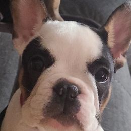 French Bulldogs from DaVille Frenchies