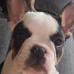 French Bulldogs from DaVille Frenchies
