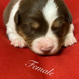 Australian Shepherd Puppies from Mullis Australian Shepherd