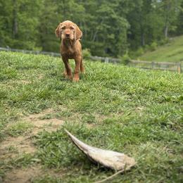 Wirehaired Vizsla Puppies from Cave Canis Kennels