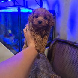 Love Bear - Red male Cavapoo puppy in Washington from Mt.BakerPoodles&Doodles