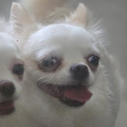 Chihuahuas from Hart's Chihuahua