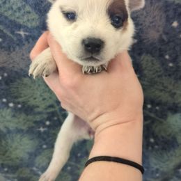 Pumpkin - Red mottled female Australian Cattle Dog puppy in Mena, Arkansas from Red Desert Australian Cattle Dogs