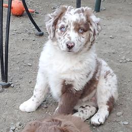 Thyme - Red merle female Australian Shepherd puppy in Cottage Grove, Oregon from Farmstead Aussies