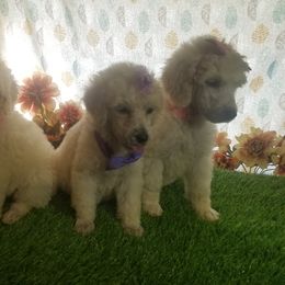 Poodle Puppies from Standard Hearts