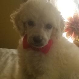 Poodle Puppies from Standard Hearts