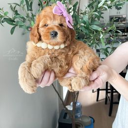 Bernedoodle and Cavapoo Puppies from Wonderful World Doodles