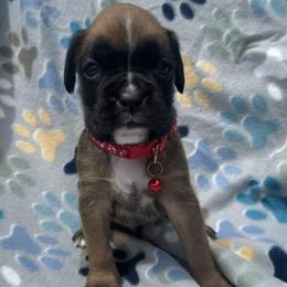 Scout - Fawn male Boxer puppy in Cicero, New York from MK Boxer Haven of CNY