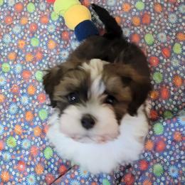 Beau - Red male Havanese puppy in Tarrant County, Texas from Jerico Havanese