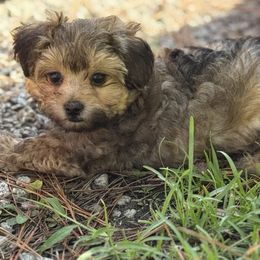Morkie puppies from Creel's Yorkies