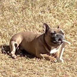 French Bulldogs from Yellow Star Frenchie's