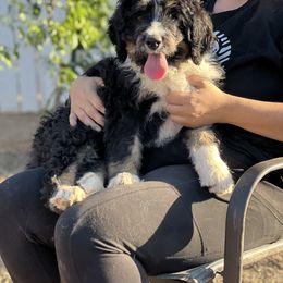 Meadow - Black and white female Bernedoodle puppy in Phelan, California from Puppy Paws4U