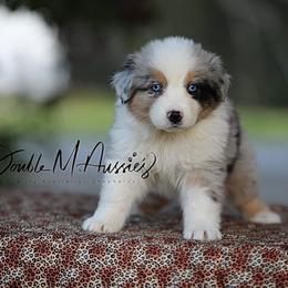 Dixie - Blue merle female Australian Shepherd puppy in Olivehurst, California from Double M Aussies