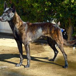 Dutch Shepherds from Lisa's dutchies