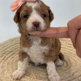 Lacy and Ringo - Pink Girl - Cream female Goldendoodle puppy in Lewisville, Texas from Texas Goldendoodle Lovers