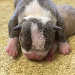 Blue Female - Red female Boston Terrier puppy in Mc Donough, Georgia from Ballard Boston Terriers