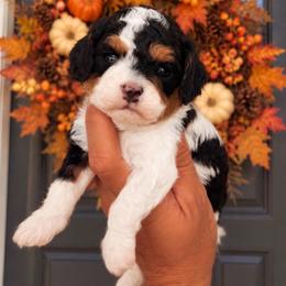 Jersey - Tri-color female Cavapoo puppy in Salt Lake City, Utah from SunnySide Mini Doodles