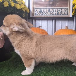 "Jewel female " Basset Hound and Pembroke Welsh Corgi Puppies from 4 Sail Quarter Horses and Corgis