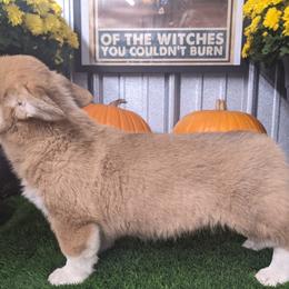 "Jewel female " Basset Hound and Pembroke Welsh Corgi Puppies from 4 Sail Quarter Horses and Corgis