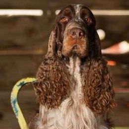 Dunebug - English Springer Spaniel