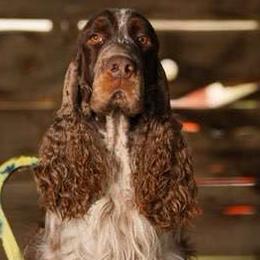 Dunebug - English Springer Spaniel