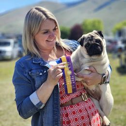Evelyn - Pug