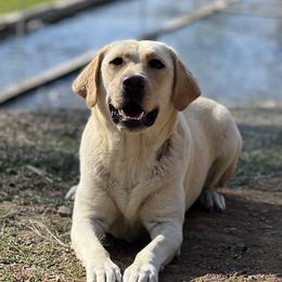 Lux - Labrador Retriever