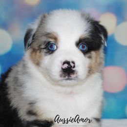 Miniature Australian Shepherd Puppies from Aussie Amor