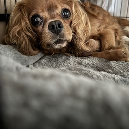 Emily - Cavalier King Charles Spaniel