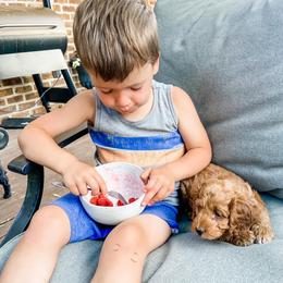 Cockapoo Puppies from Windy Ridge Cockapoos
