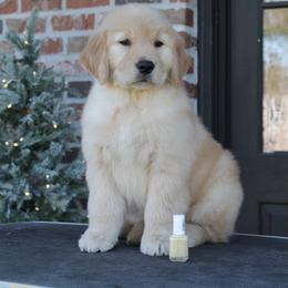Golden Retriever Puppies from Lyons Golden Retrievers