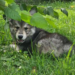 Echo - Gray and white male Siberian Husky puppy in Louisville, Kentucky from Wild Hunt Huskies