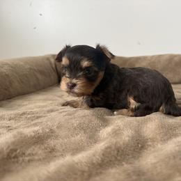 Toby - Chocolate and tan male Yorkshire Terrier puppy in Elk Ridge, Utah from Janita's Yorkshire Terriers