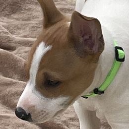 Abe - Red white and sable Rat Terrier puppy in Pahrump, Nevada from Jaynie Cavin