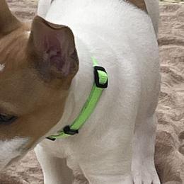 Abe - Red white and sable Rat Terrier puppy in Pahrump, Nevada from Jaynie Cavin