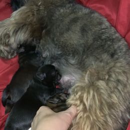 Shih Tzu Puppies from Socal Mother Of Shih Tzus