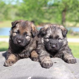 Second pick boy - Sable male German Shepherd puppy in Elkmont, Alabama from Oakmont Shepherds