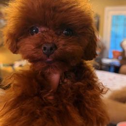Honey - Poodle