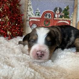 Boy 5 - Merle male Bernedoodle puppy in Perryville, Maryland from Heavenly Heritage Dachshunds and Doods