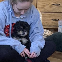 Bernedoodle Puppies from Mini Bernedoodle Babies- Indiana
