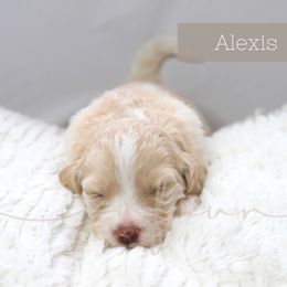 Bernedoodle and Poodle Puppies from SoFun Doodles & Poodles