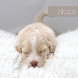 Bernedoodle and Poodle Puppies from SoFun Doodles & Poodles