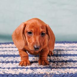 Apollo - Red male Dachshund puppy in Auxvasse, Missouri from Above Par Kennels